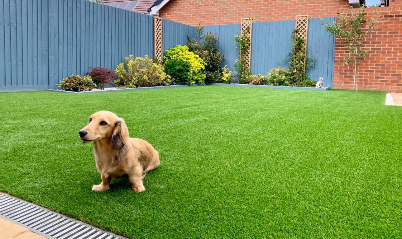 Pet-friendly artificial turf installation with dog in Castro Valley, CA